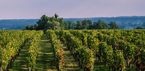 vignes