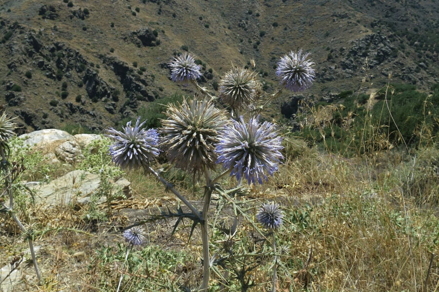 LA VENDETTA EN CRETE