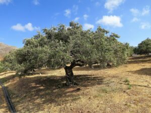 IMG_1558bister
