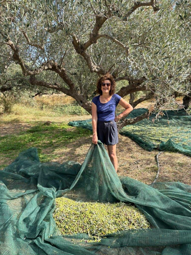 RECOLTE DES OLIVES récolte des olives