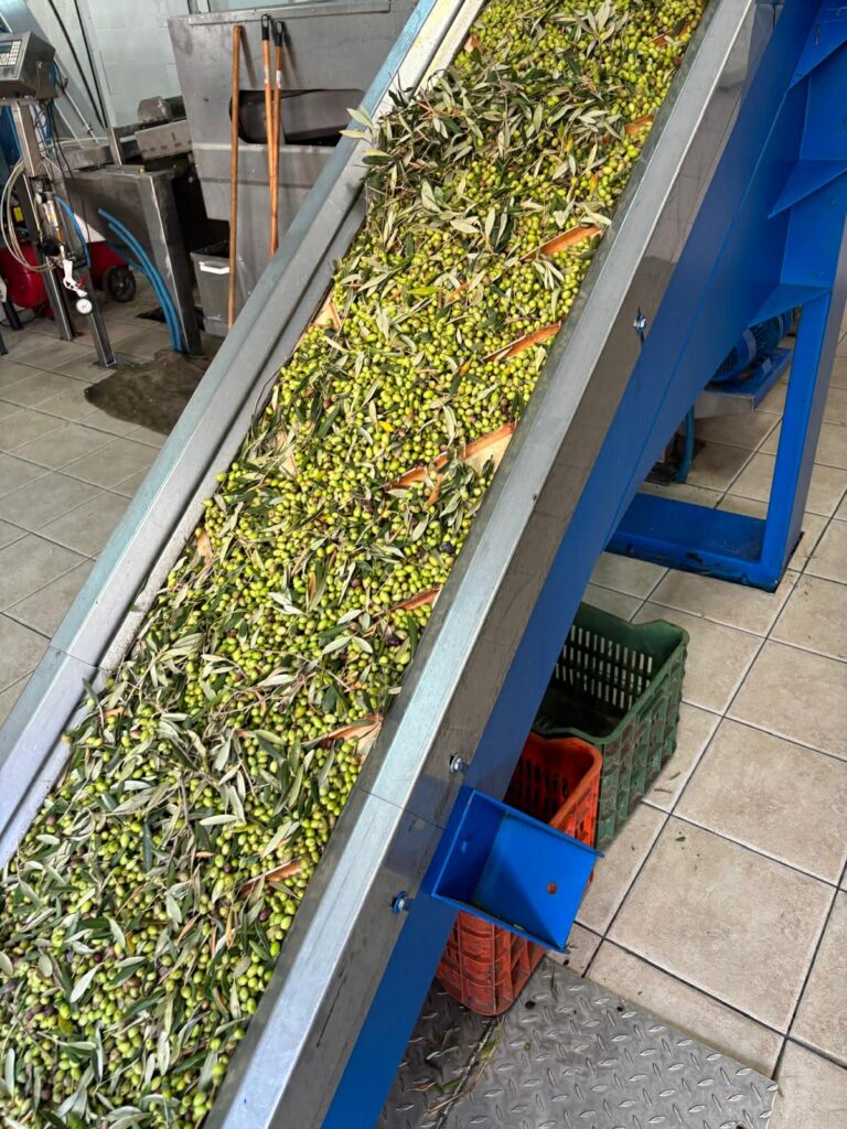 recolte olives les olives arrivent toutes fraiches au moulin